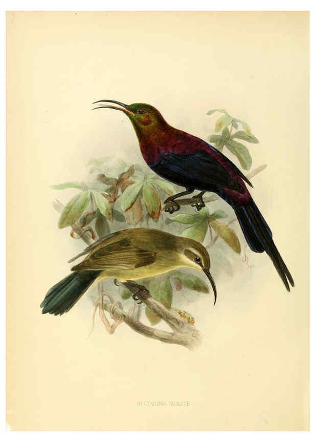Reproducción/Reproduction 6431083459: A monograph of the Nectariniidae, or, Family of sun-birds London :Published by the author,1876-1880