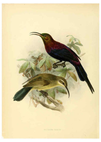 Reproducción/Reproduction 6431083459: A monograph of the Nectariniidae, or, Family of sun-birds London :Published by the author,1876-1880