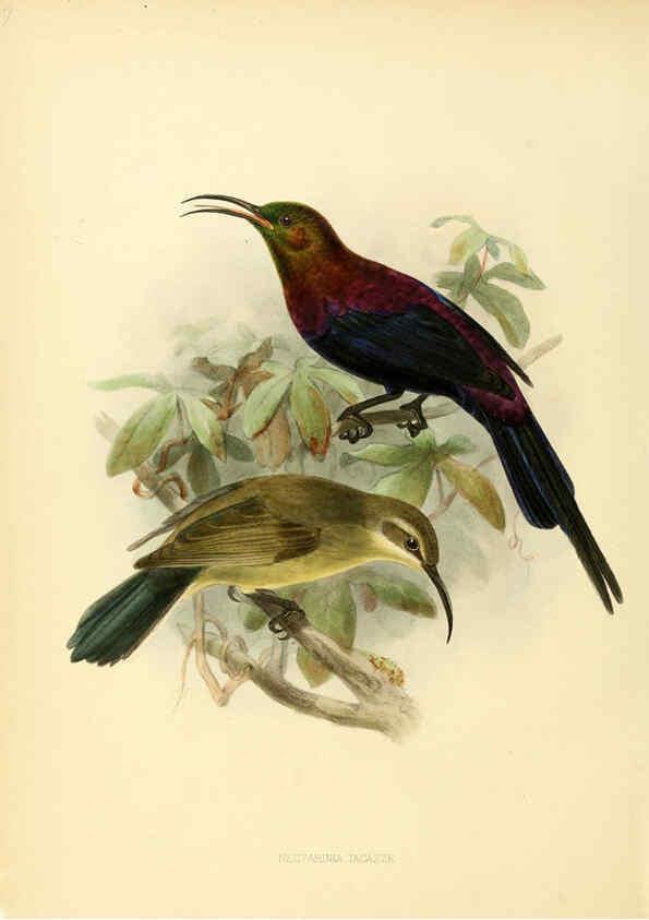Reproducción/Reproduction 6431083459: A monograph of the Nectariniidae, or, Family of sun-birds London :Published by the author,1876-1880