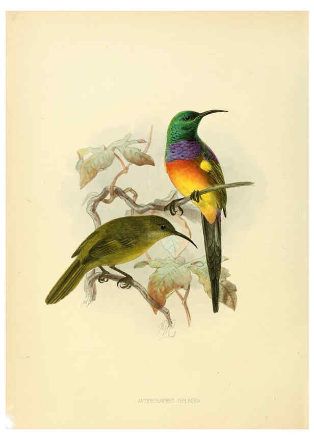 Reproducción/Reproduction 6431084019: A monograph of the Nectariniidae, or, Family of sun-birds London :Published by the author,1876-1880