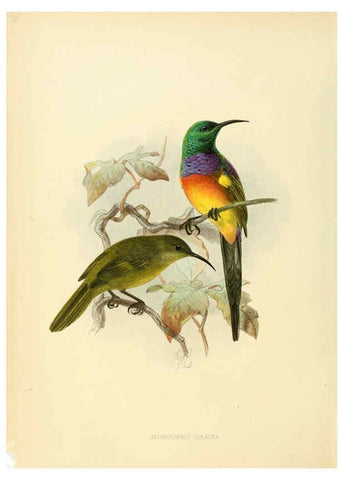 Reproducción/Reproduction 6431084019: A monograph of the Nectariniidae, or, Family of sun-birds London :Published by the author,1876-1880