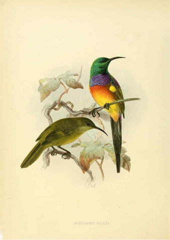 Reproducción/Reproduction 6431084019: A monograph of the Nectariniidae, or, Family of sun-birds London :Published by the author,1876-1880
