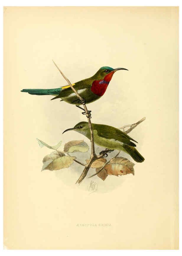 Reproducción/Reproduction 6431084329: A monograph of the Nectariniidae, or, Family of sun-birds London :Published by the author,1876-1880