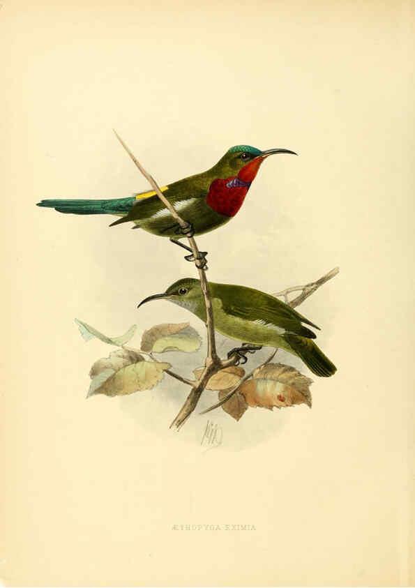 Reproducción/Reproduction 6431084329: A monograph of the Nectariniidae, or, Family of sun-birds London :Published by the author,1876-1880