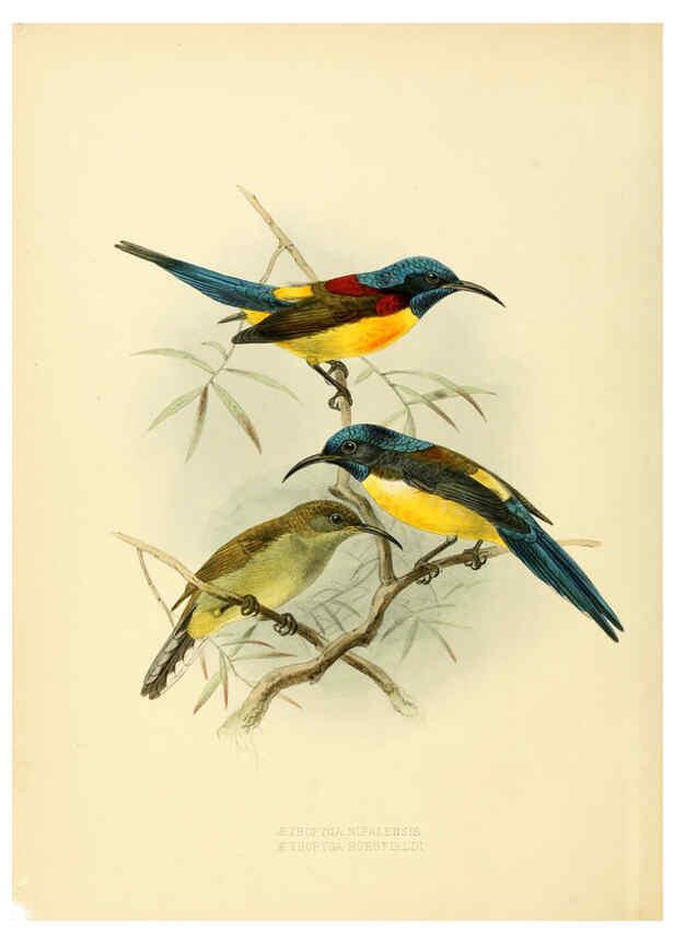 Reproducción/Reproduction 6431084769: A monograph of the Nectariniidae, or, Family of sun-birds London :Published by the author,1876-1880