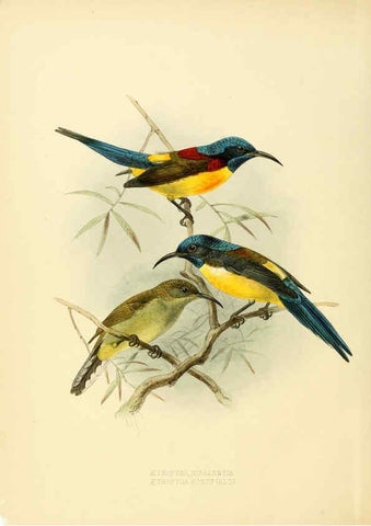Reproducción/Reproduction 6431084769: A monograph of the Nectariniidae, or, Family of sun-birds London :Published by the author,1876-1880