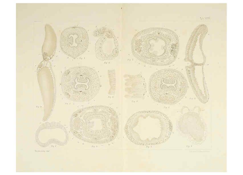 Reproducción/Reproduction 6430789111: Entwicklungsgeschichtliche untersuchungen. atlas. Prag,J. Otto,1888-1892
