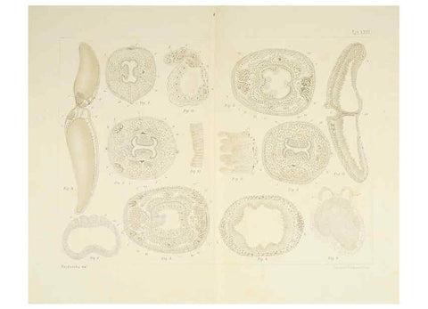 Reproducción/Reproduction 6430789111: Entwicklungsgeschichtliche untersuchungen. atlas. Prag,J. Otto,1888-1892