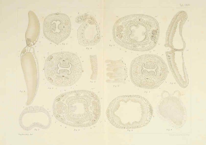 Reproducción/Reproduction 6430789111: Entwicklungsgeschichtliche untersuchungen. atlas. Prag,J. Otto,1888-1892
