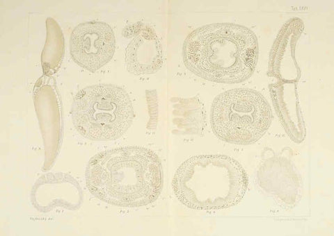 Reproducción/Reproduction 6430789111: Entwicklungsgeschichtliche untersuchungen. atlas. Prag,J. Otto,1888-1892