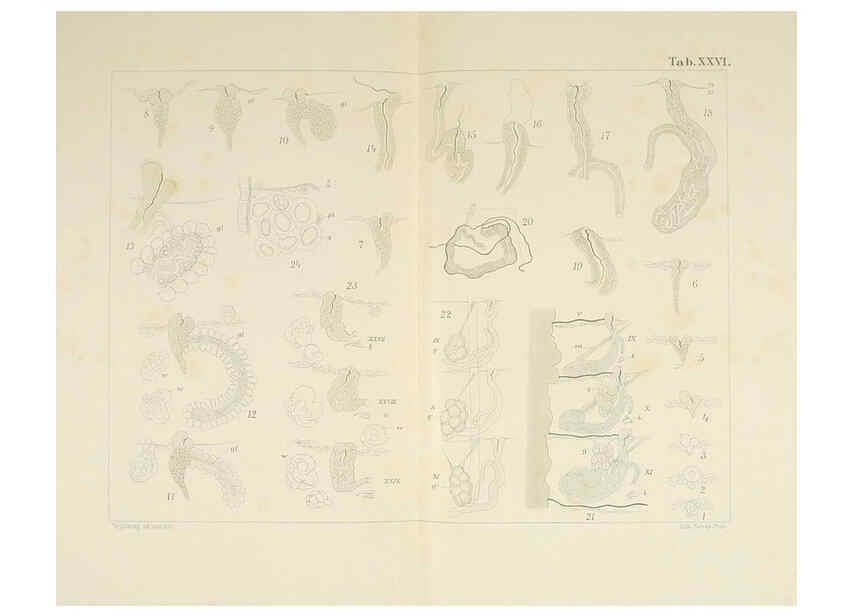 Reproducción/Reproduction 6430788829: Entwicklungsgeschichtliche untersuchungen. atlas. Prag,J. Otto,1888-1892
