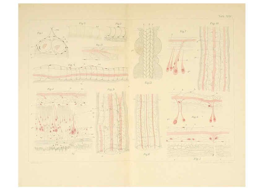 Reproducción/Reproduction 6430788513: Entwicklungsgeschichtliche untersuchungen. atlas. Prag,J. Otto,1888-1892