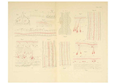 Reproducción/Reproduction 6430788513: Entwicklungsgeschichtliche untersuchungen. atlas. Prag,J. Otto,1888-1892