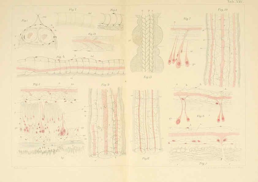 Reproducción/Reproduction 6430788513: Entwicklungsgeschichtliche untersuchungen. atlas. Prag,J. Otto,1888-1892