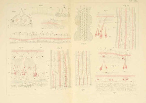 Reproducción/Reproduction 6430788513: Entwicklungsgeschichtliche untersuchungen. atlas. Prag,J. Otto,1888-1892