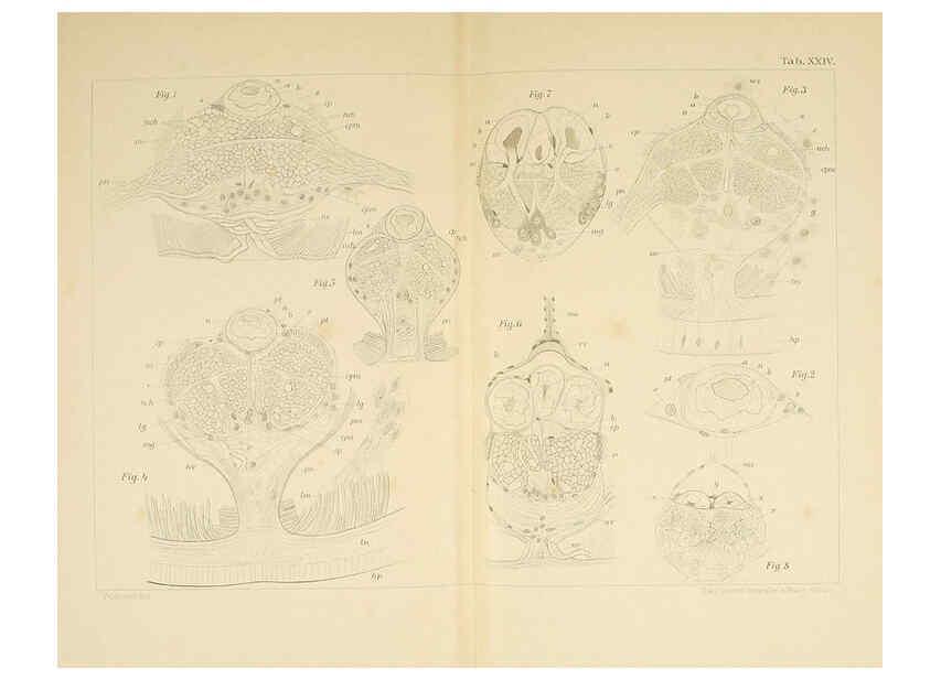 Reproducción/Reproduction 6430788197: Entwicklungsgeschichtliche untersuchungen. atlas. Prag,J. Otto,1888-1892