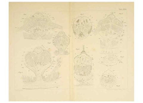 Reproducción/Reproduction 6430788197: Entwicklungsgeschichtliche untersuchungen. atlas. Prag,J. Otto,1888-1892