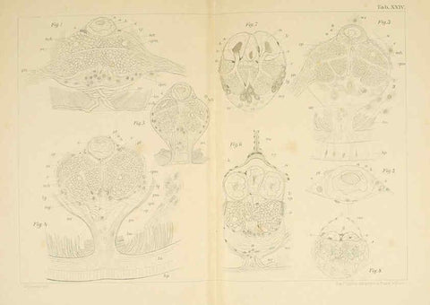 Reproducción/Reproduction 6430788197: Entwicklungsgeschichtliche untersuchungen. atlas. Prag,J. Otto,1888-1892