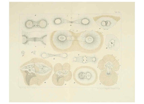 Reproducción/Reproduction 6430783013: Entwicklungsgeschichtliche untersuchungen. atlas. Prag,J. Otto,1888-1892