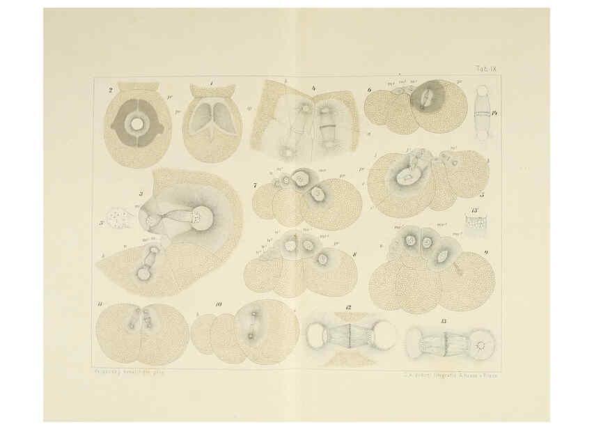 Reproducción/Reproduction 6430783319: Entwicklungsgeschichtliche untersuchungen. atlas. Prag,J. Otto,1888-1892