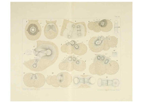 Reproducción/Reproduction 6430783319: Entwicklungsgeschichtliche untersuchungen. atlas. Prag,J. Otto,1888-1892
