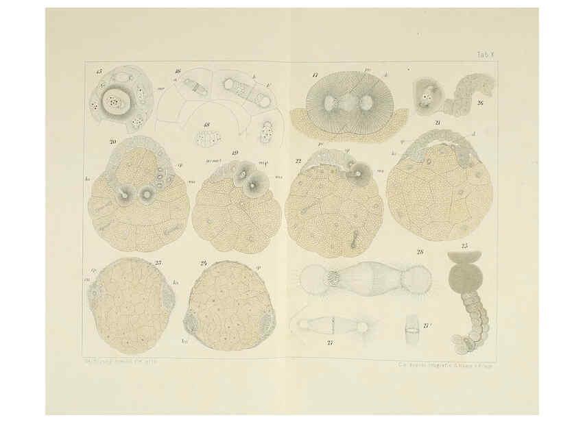 Reproducción/Reproduction 6430783635: Entwicklungsgeschichtliche untersuchungen. atlas. Prag,J. Otto,1888-1892