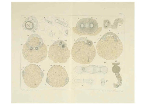 Reproducción/Reproduction 6430783635: Entwicklungsgeschichtliche untersuchungen. atlas. Prag,J. Otto,1888-1892