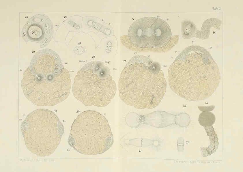 Reproducción/Reproduction 6430783635: Entwicklungsgeschichtliche untersuchungen. atlas. Prag,J. Otto,1888-1892