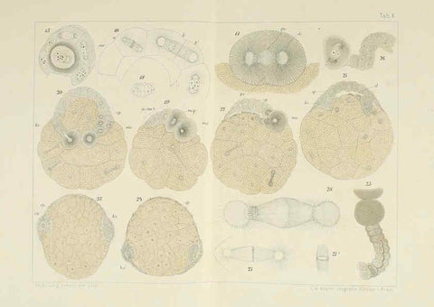 Reproducción/Reproduction 6430783635: Entwicklungsgeschichtliche untersuchungen. atlas. Prag,J. Otto,1888-1892