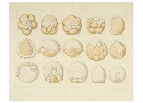 Reproducción/Reproduction 6430783947: Entwicklungsgeschichtliche untersuchungen. atlas. Prag,J. Otto,1888-1892