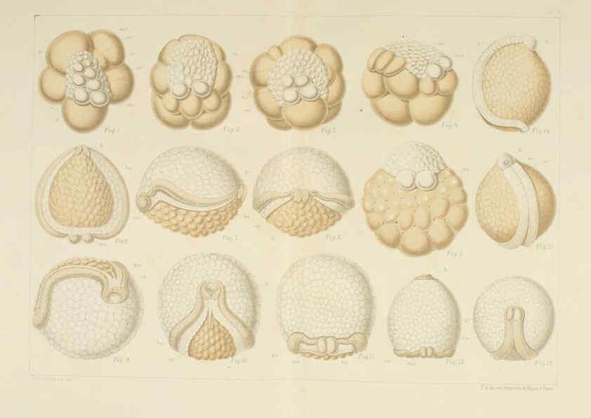 Reproducción/Reproduction 6430783947: Entwicklungsgeschichtliche untersuchungen. atlas. Prag,J. Otto,1888-1892