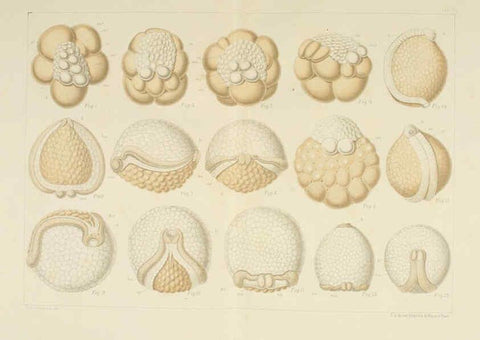 Reproducción/Reproduction 6430783947: Entwicklungsgeschichtliche untersuchungen. atlas. Prag,J. Otto,1888-1892