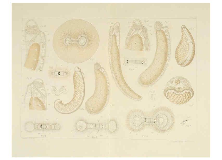 Reproducción/Reproduction 6430784289: Entwicklungsgeschichtliche untersuchungen. atlas. Prag,J. Otto,1888-1892