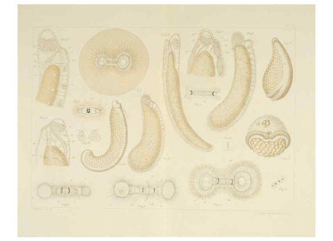 Reproducción/Reproduction 6430784289: Entwicklungsgeschichtliche untersuchungen. atlas. Prag,J. Otto,1888-1892