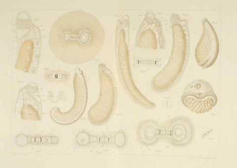 Reproducción/Reproduction 6430784289: Entwicklungsgeschichtliche untersuchungen. atlas. Prag,J. Otto,1888-1892