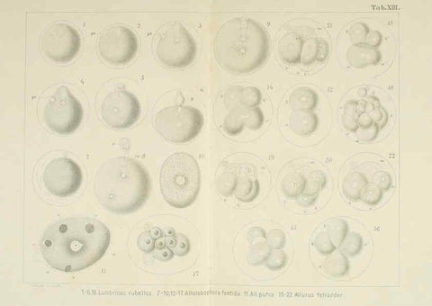 Reproducción/Reproduction 6430784533: Entwicklungsgeschichtliche untersuchungen. atlas. Prag,J. Otto,1888-1892