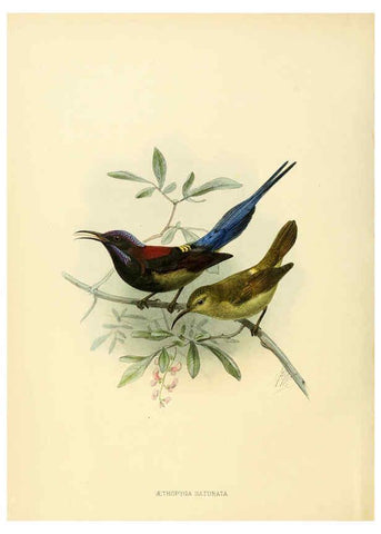Reproducción/Reproduction 6431085139: A monograph of the Nectariniidae, or, Family of sun-birds London :Published by the author,1876-1880