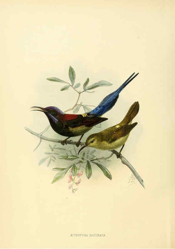 Reproducción/Reproduction 6431085139: A monograph of the Nectariniidae, or, Family of sun-birds London :Published by the author,1876-1880