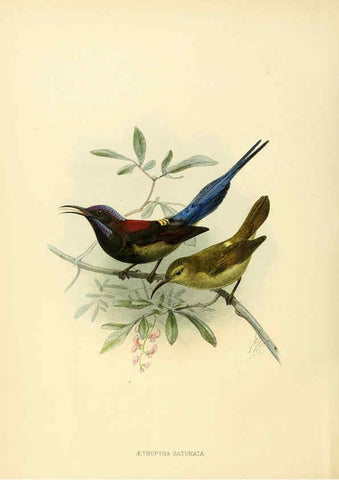 Reproducción/Reproduction 6431085139: A monograph of the Nectariniidae, or, Family of sun-birds London :Published by the author,1876-1880