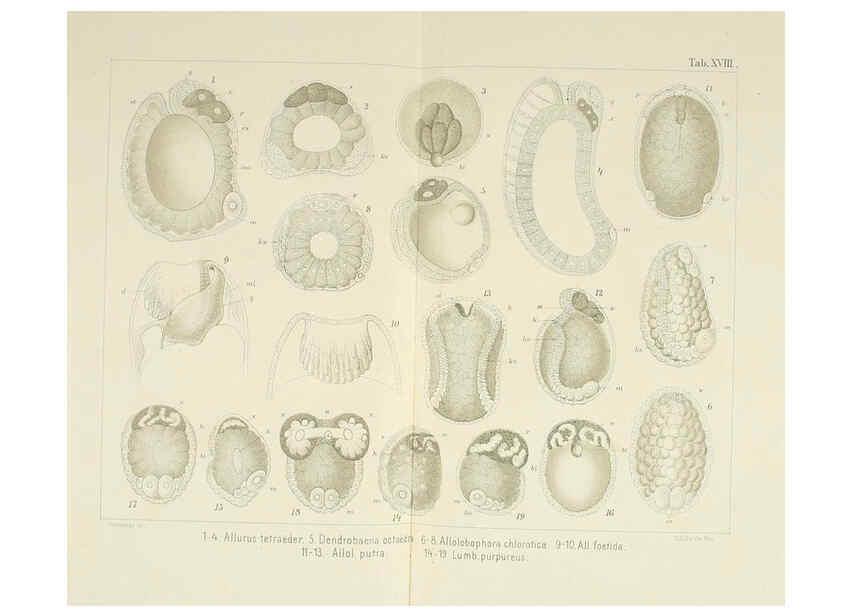 Reproducción/Reproduction 6430786215: Entwicklungsgeschichtliche untersuchungen. atlas. Prag,J. Otto,1888-1892