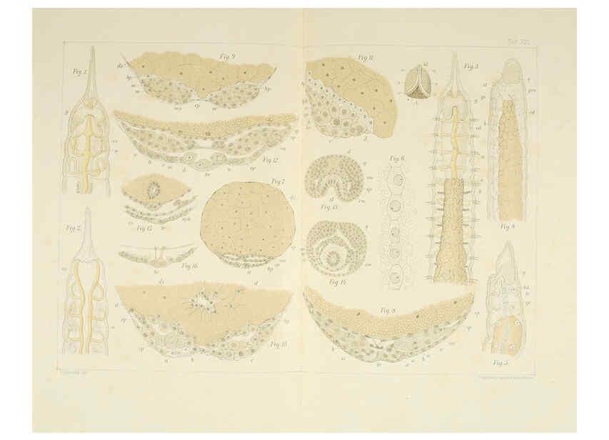 Reproducción/Reproduction 6430787121: Entwicklungsgeschichtliche untersuchungen. atlas. Prag,J. Otto,1888-1892