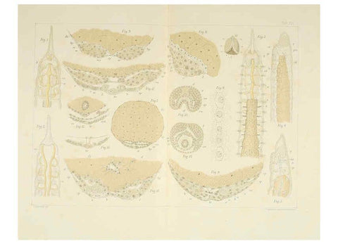 Reproducción/Reproduction 6430787121: Entwicklungsgeschichtliche untersuchungen. atlas. Prag,J. Otto,1888-1892