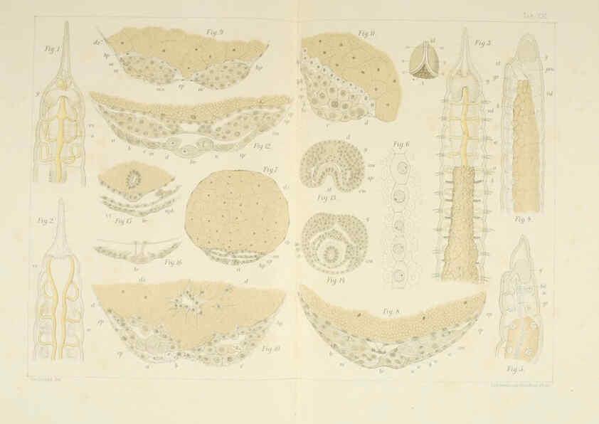 Reproducción/Reproduction 6430787121: Entwicklungsgeschichtliche untersuchungen. atlas. Prag,J. Otto,1888-1892