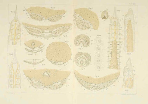 Reproducción/Reproduction 6430787121: Entwicklungsgeschichtliche untersuchungen. atlas. Prag,J. Otto,1888-1892