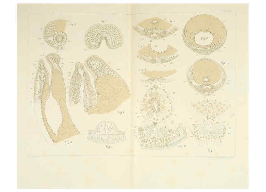 Reproducción/Reproduction 6430787413: Entwicklungsgeschichtliche untersuchungen. atlas. Prag,J. Otto,1888-1892