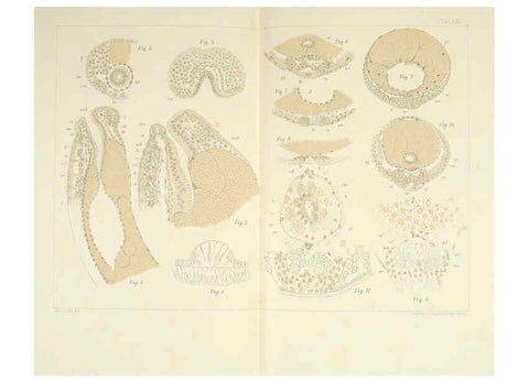 Reproducción/Reproduction 6430787413: Entwicklungsgeschichtliche untersuchungen. atlas. Prag,J. Otto,1888-1892