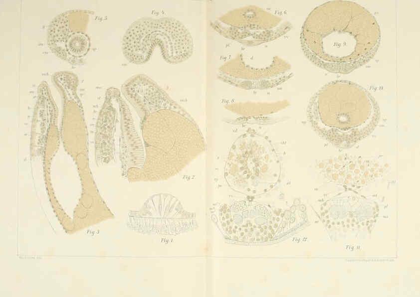 Reproducción/Reproduction 6430787413: Entwicklungsgeschichtliche untersuchungen. atlas. Prag,J. Otto,1888-1892