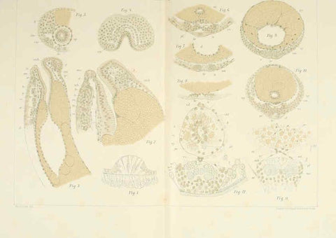 Reproducción/Reproduction 6430787413: Entwicklungsgeschichtliche untersuchungen. atlas. Prag,J. Otto,1888-1892
