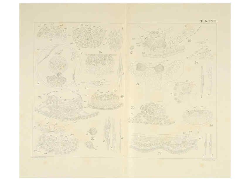 Reproducción/Reproduction 6430787917: Entwicklungsgeschichtliche untersuchungen. atlas. Prag,J. Otto,1888-1892