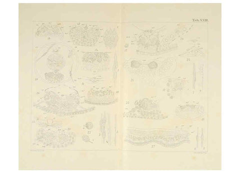 Reproducción/Reproduction 6430787917: Entwicklungsgeschichtliche untersuchungen. atlas. Prag,J. Otto,1888-1892